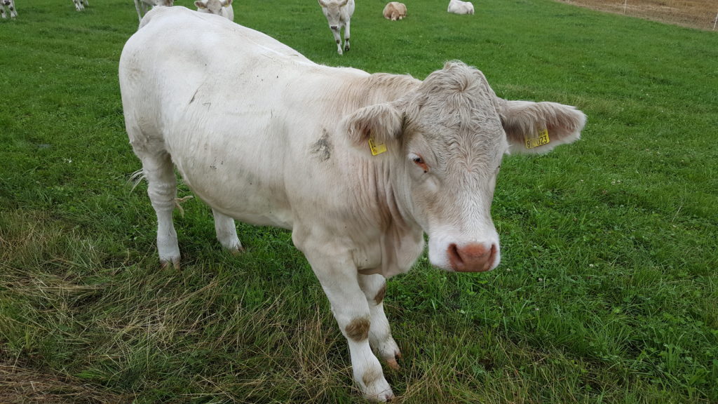 cow
